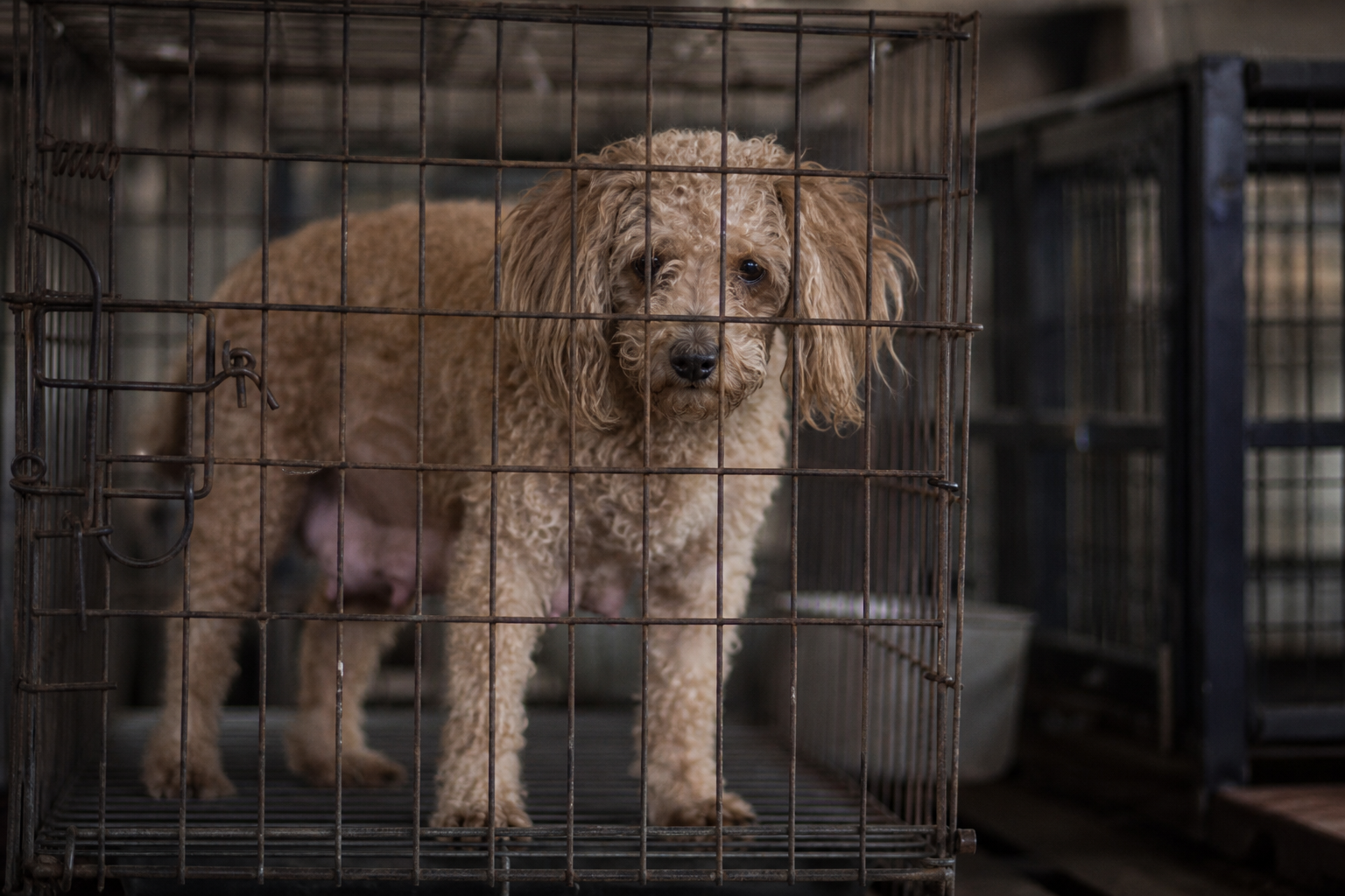 Mother dogs in puppy farms often spend their entire lives in confined spaces, subjected to continuous breeding cycles.