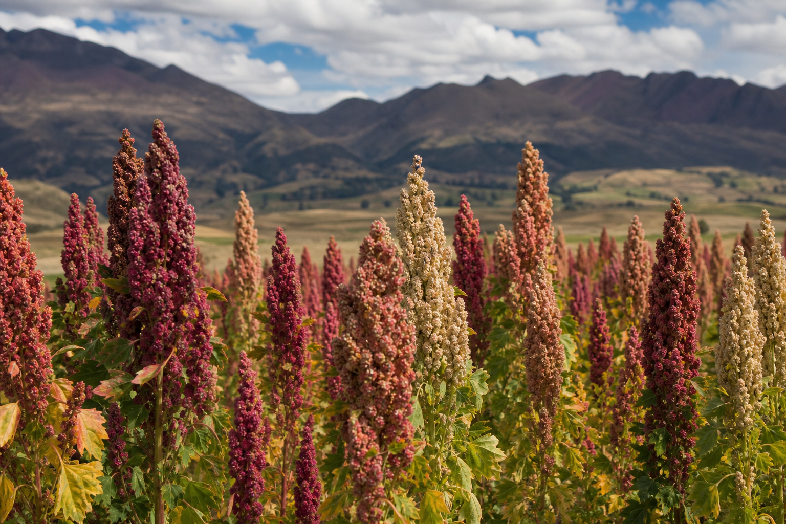Antis suyupi quinoa tarpuyqa, allin proteinata hapinapaq.