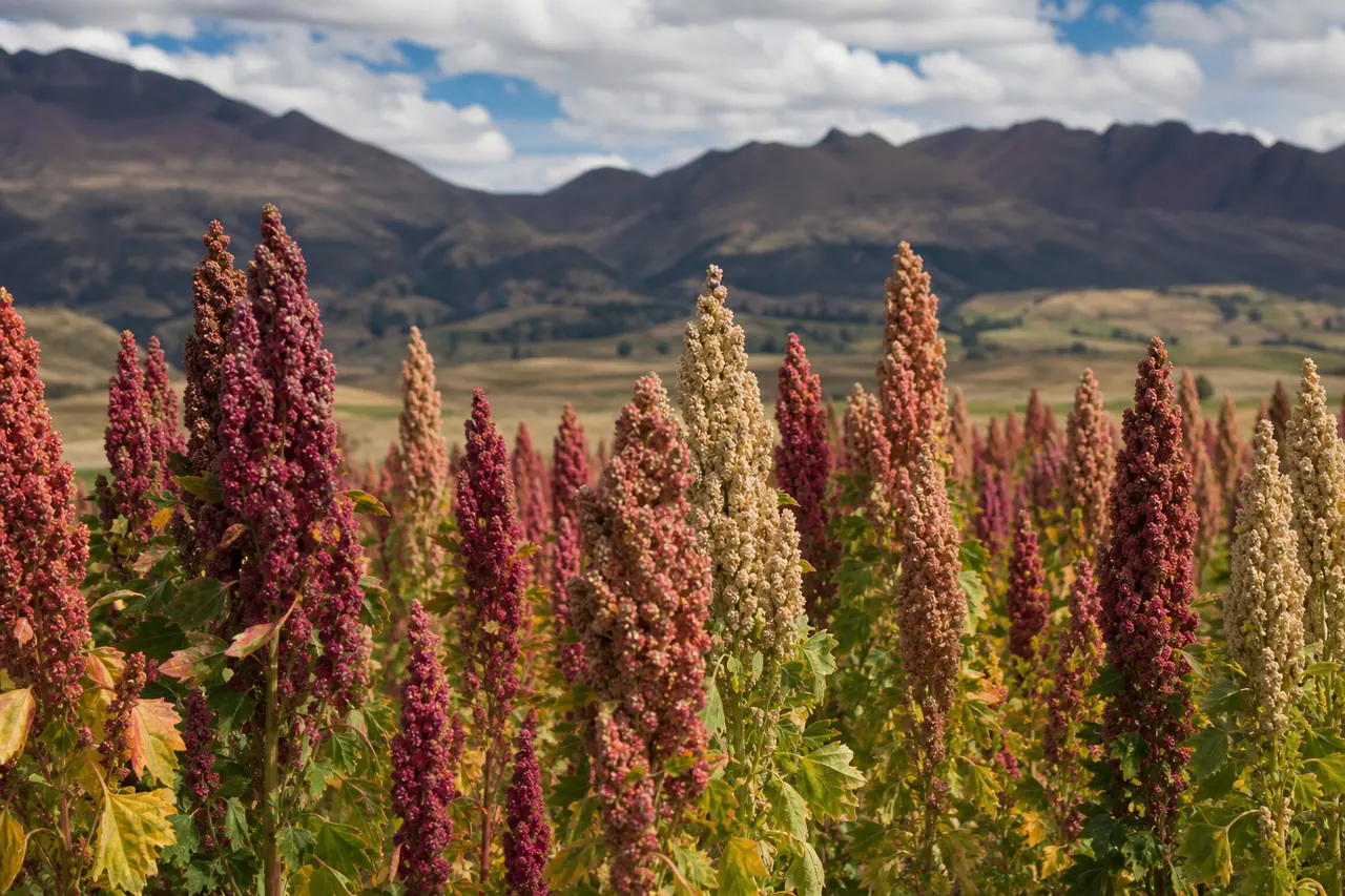 Antis suyupi quinoa tarpuyqa, allin proteinata hapinapaq.