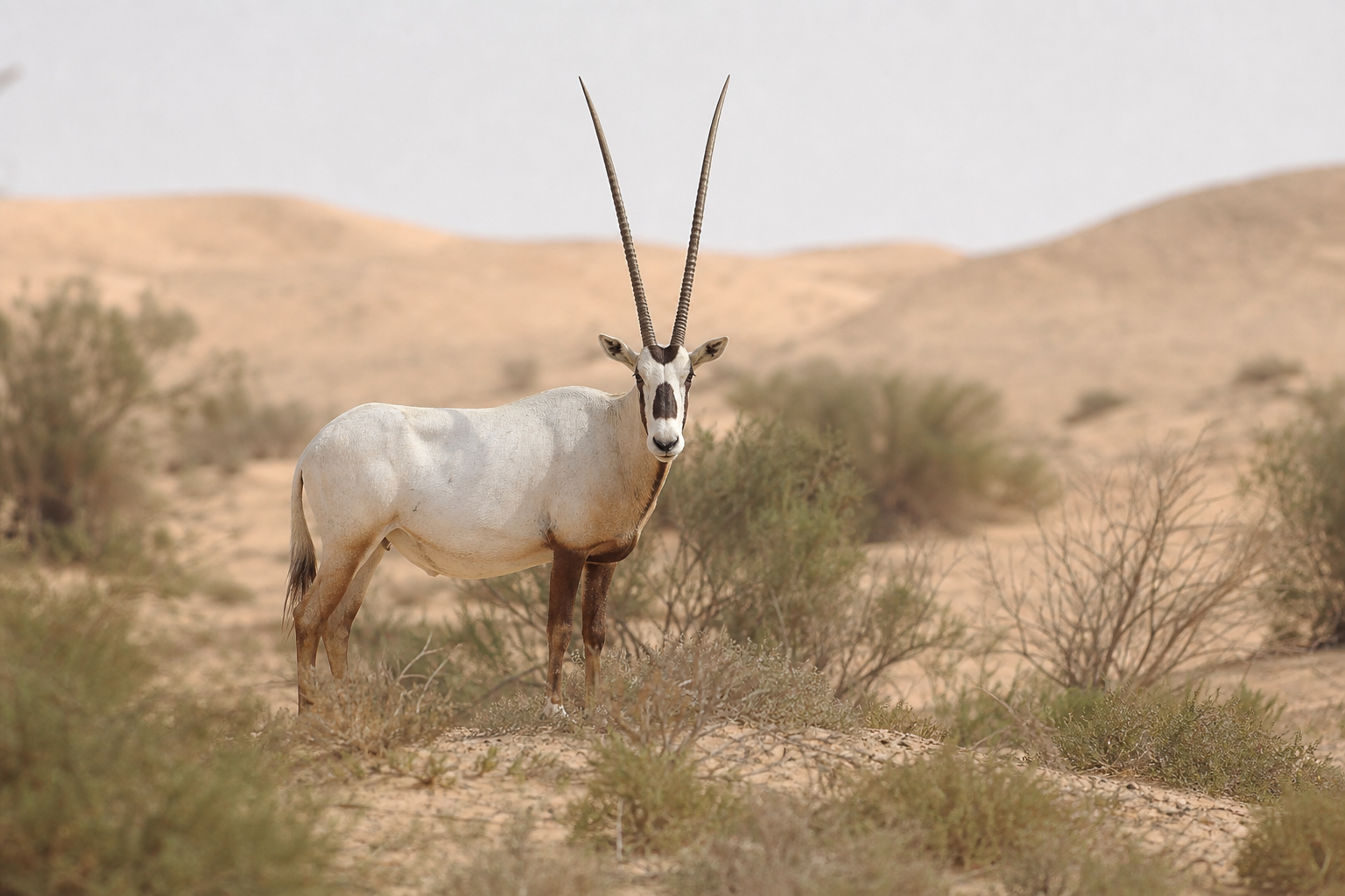 المها العربي، أحد الحيوانات التي تستهدف أحياناً في الصيد التذكاري، يتطلب جهود حماية مكثفة.