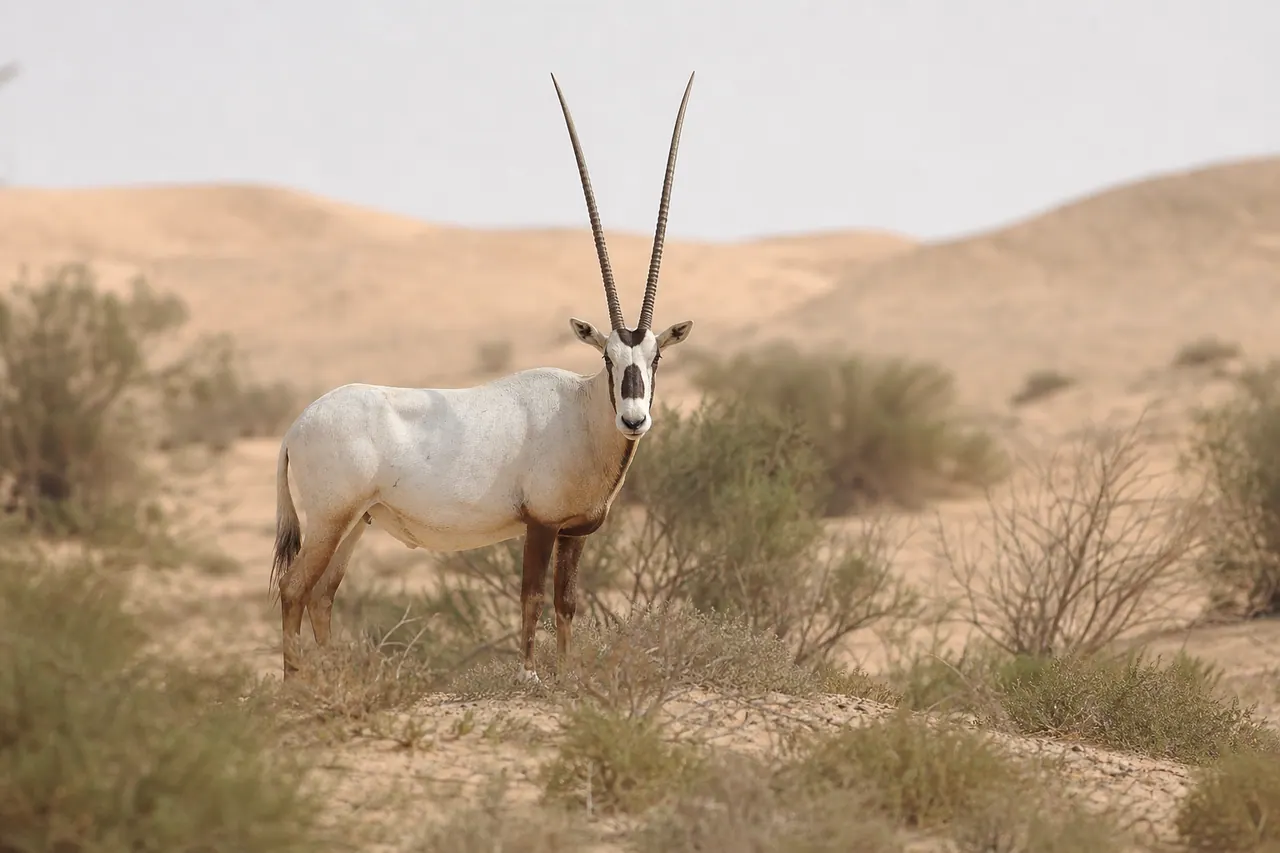 المها العربي، أحد الحيوانات التي تستهدف أحياناً في الصيد التذكاري، يتطلب جهود حماية مكثفة.