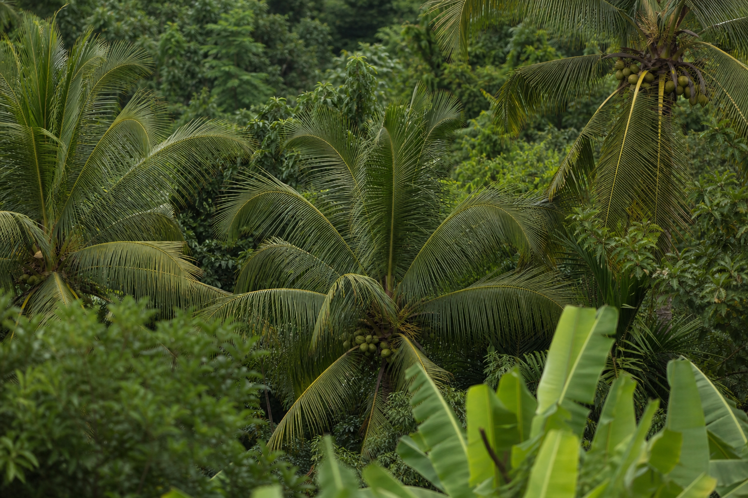 Sumber daya alam Indonesia yang melimpah, seperti kelapa dan hasil perkebunan lainnya, dapat menjadi bagian dari diversifikasi pangan nabati.