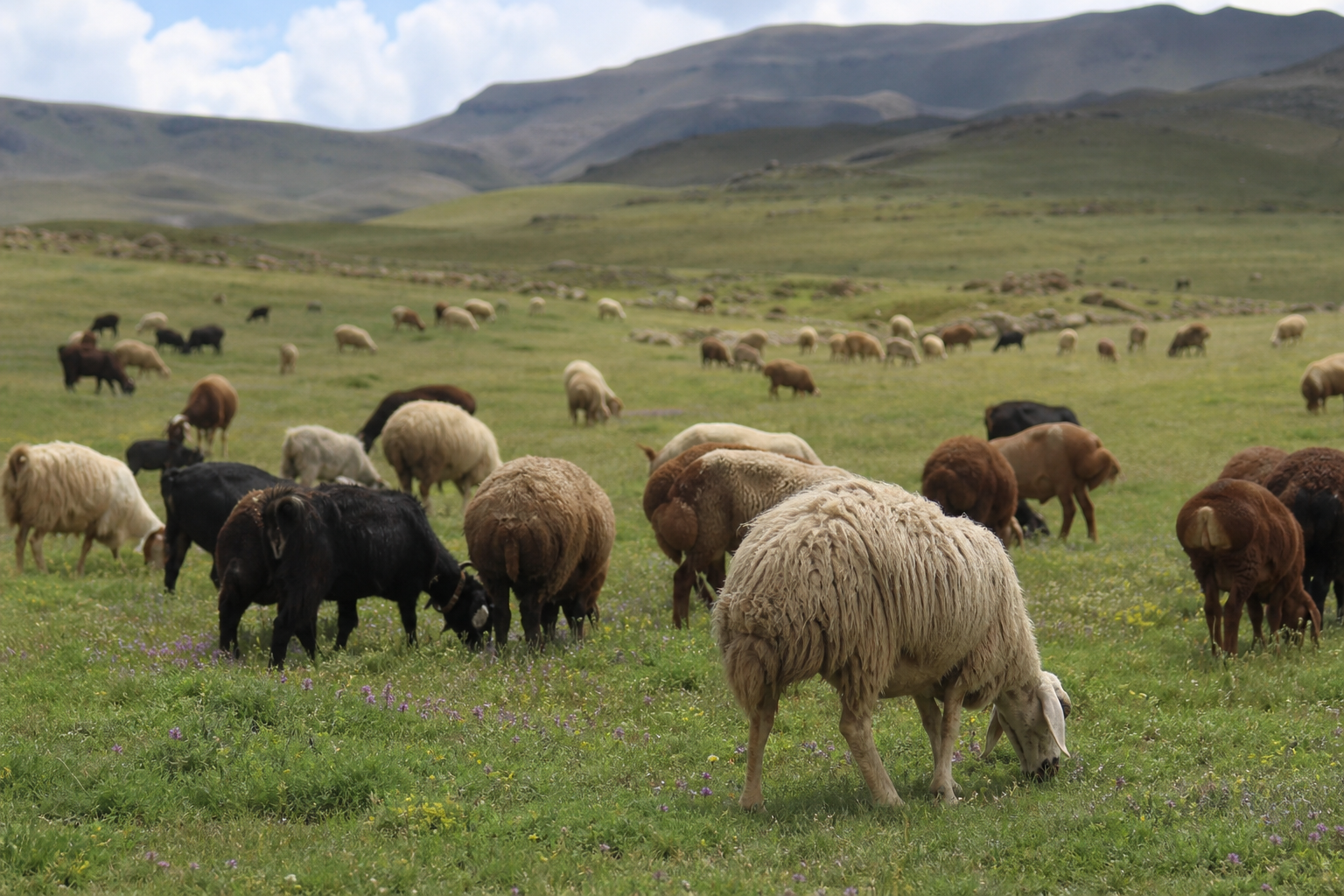 حیوانات در حال چرا در یک مرتع سنتی در ایران