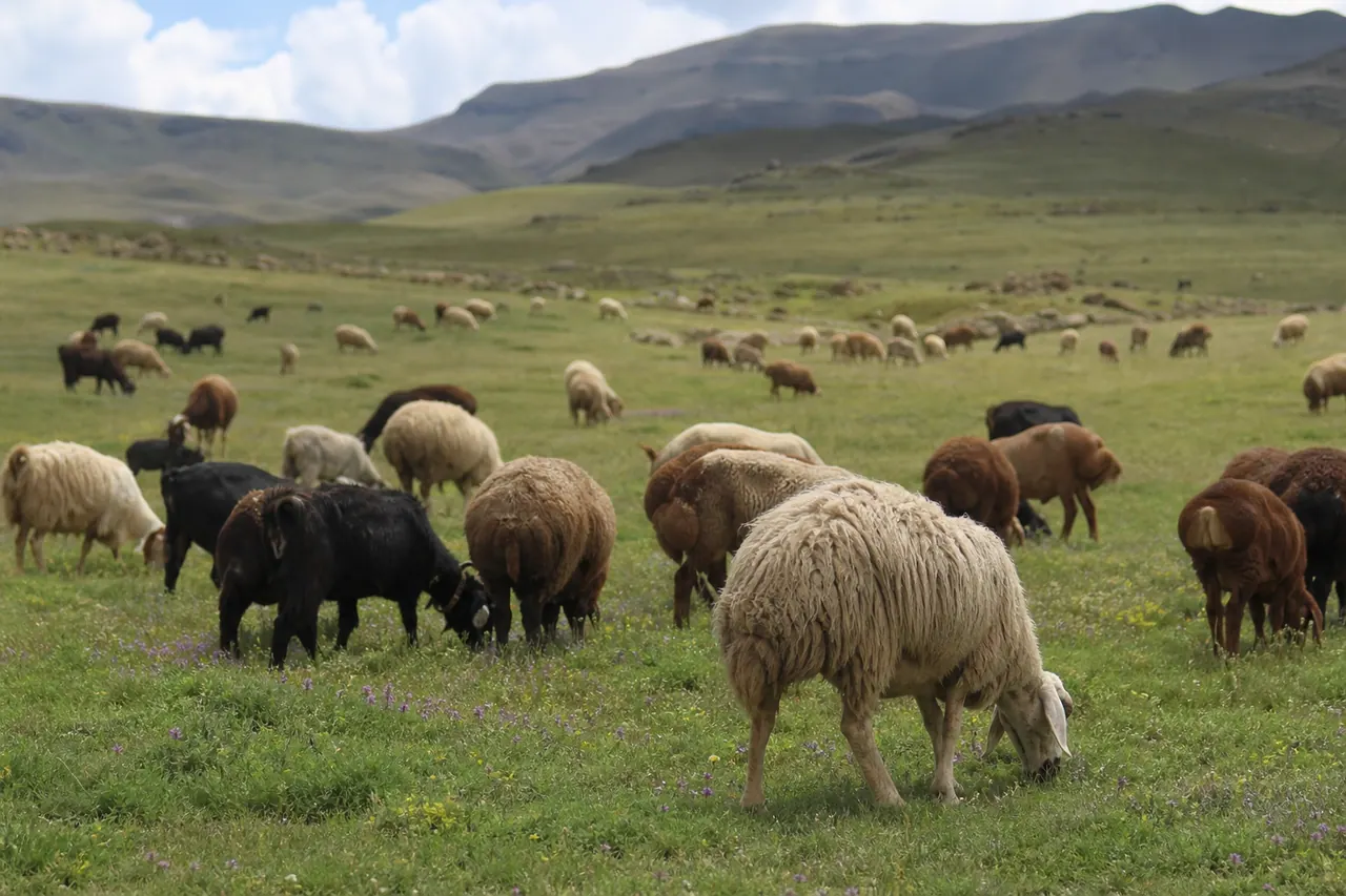حیوانات در حال چرا در یک مرتع سنتی در ایران