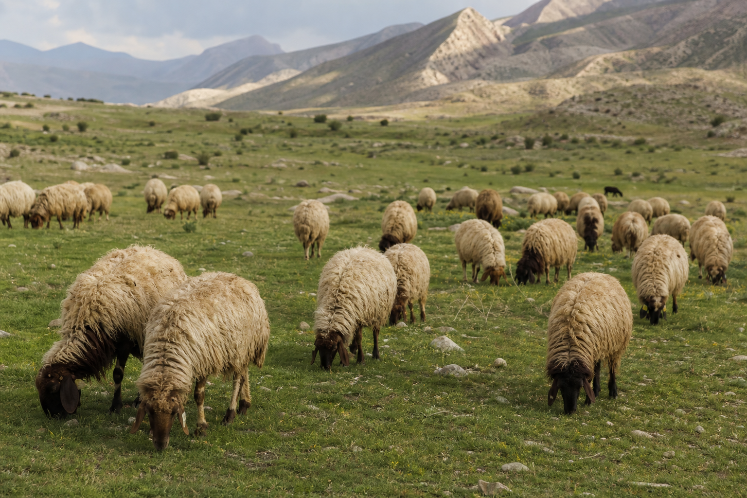گله گوسفندان در حال چرا در مراتع سنتی ایران.