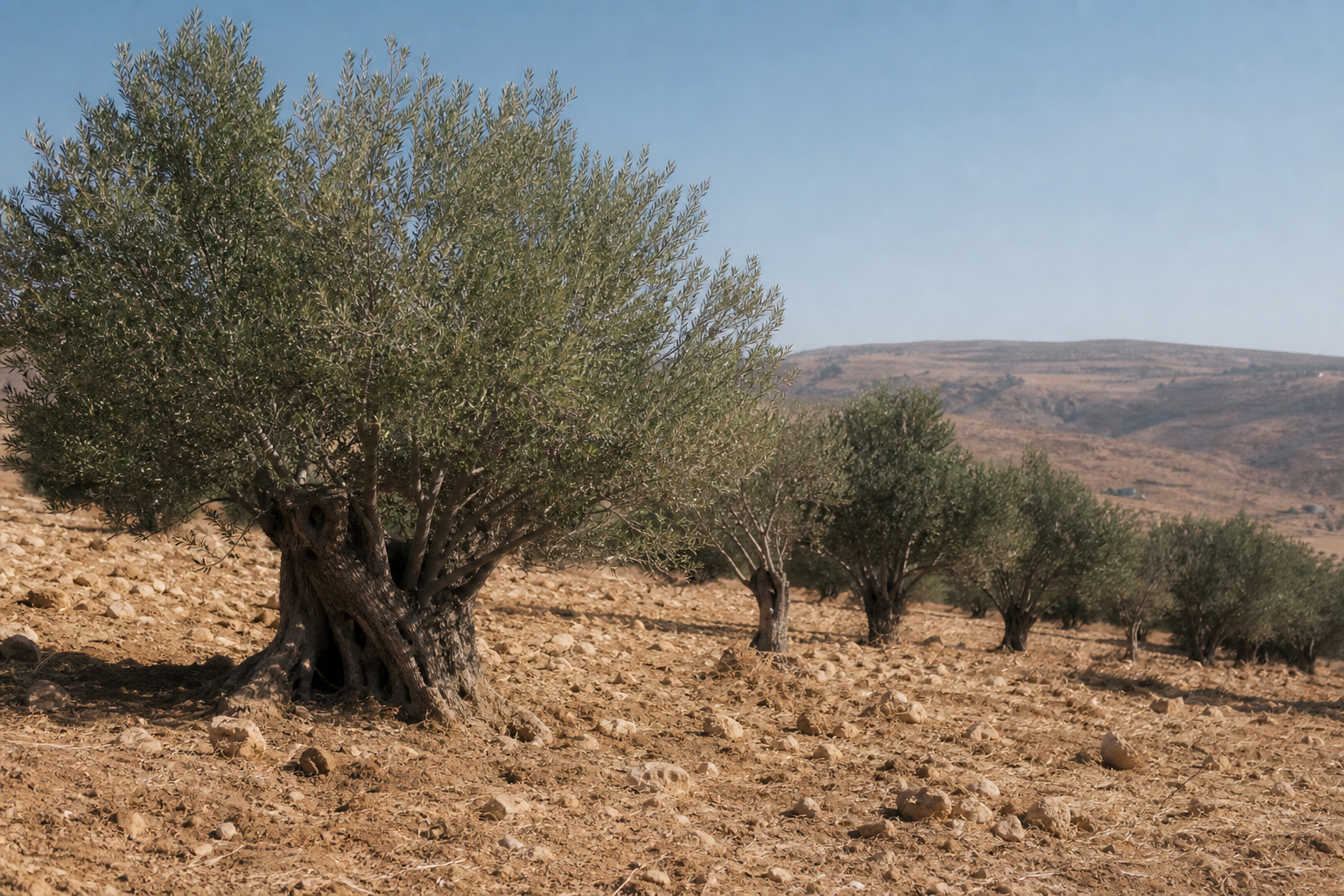 شجر الزيتون يتحمل الظروف المناخية الصعبة في المنطقة.