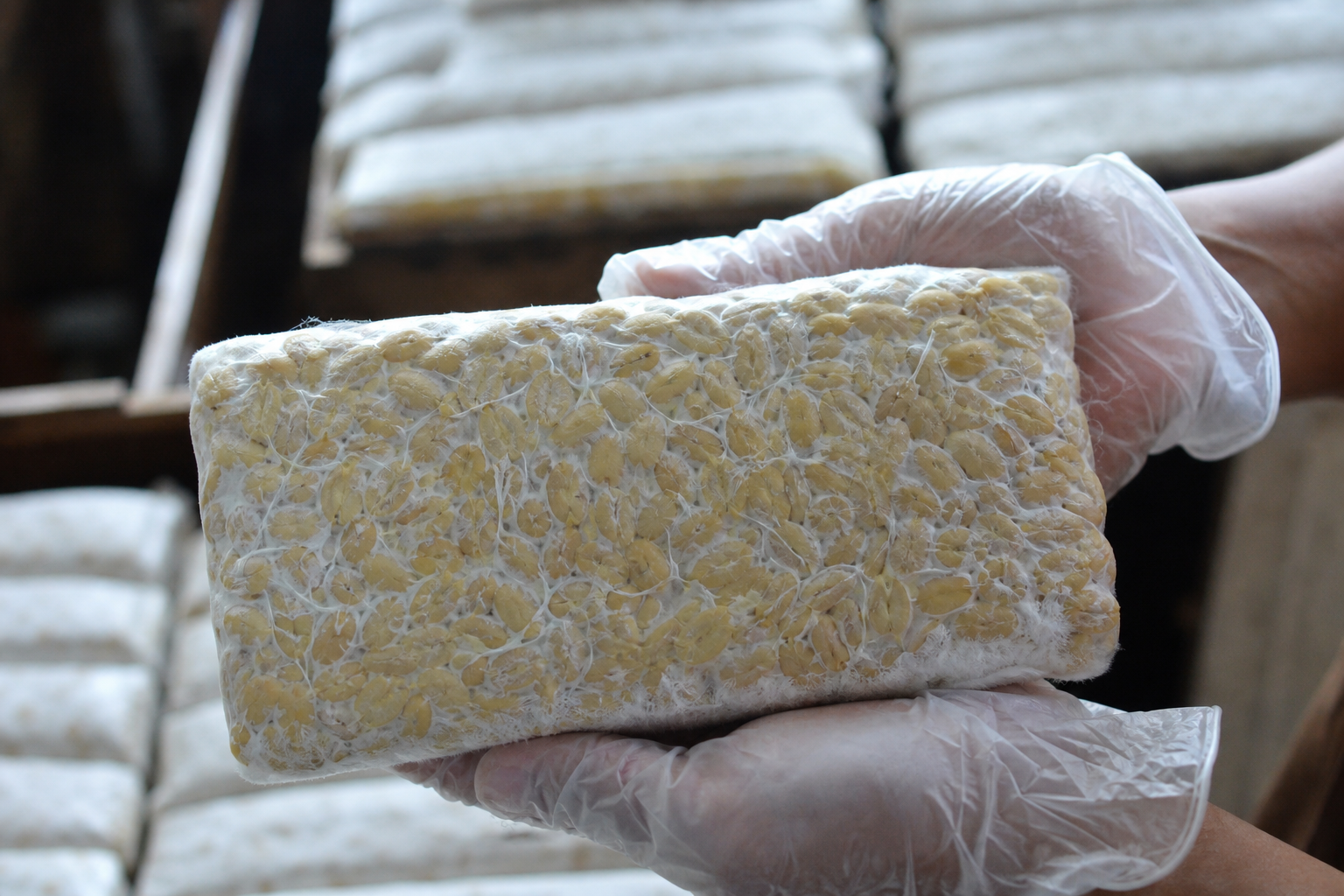 Proses fermentasi tempe menggunakan ragi Rhizopus menciptakan tekstur padat dan rasa unik.