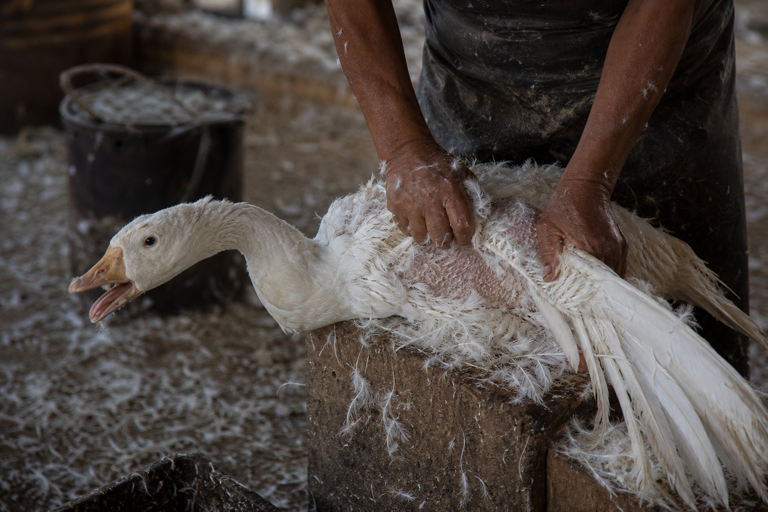 Une oie subissant le plumage à vif, une pratique douloureuse et stressante.