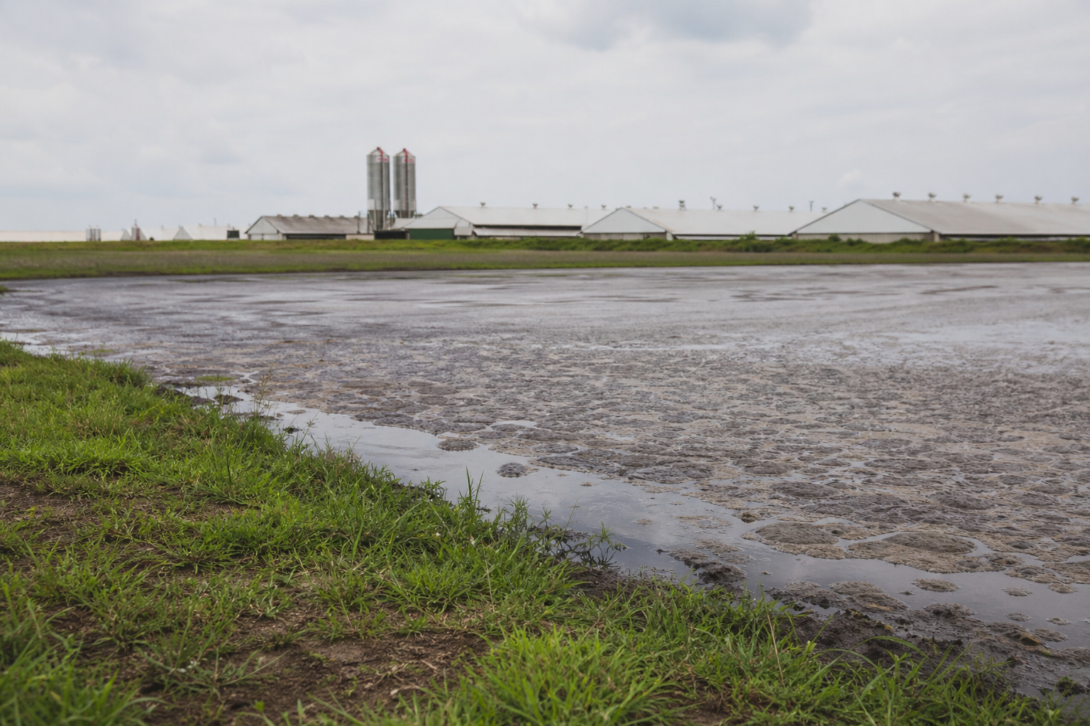 Laguna de almacenamiento de estiércol en una macrogranja, una fuente potencial de contaminación del aire y el agua.