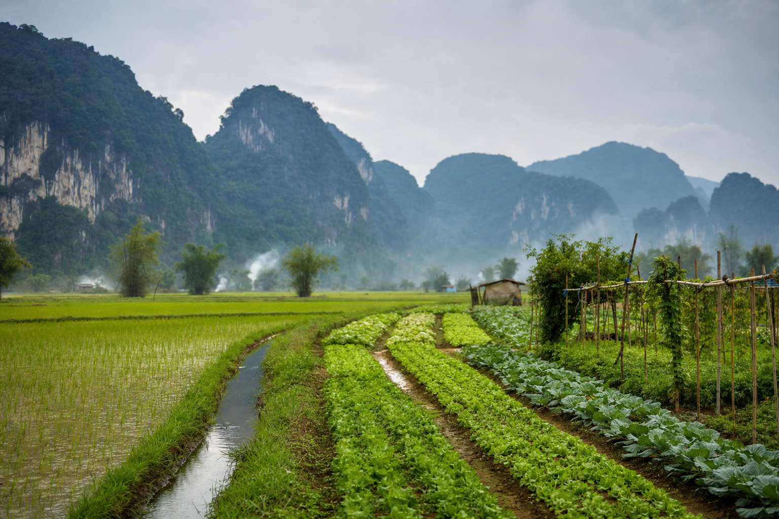 Cánh đồng lúa và trang trại rau ở Việt Nam
