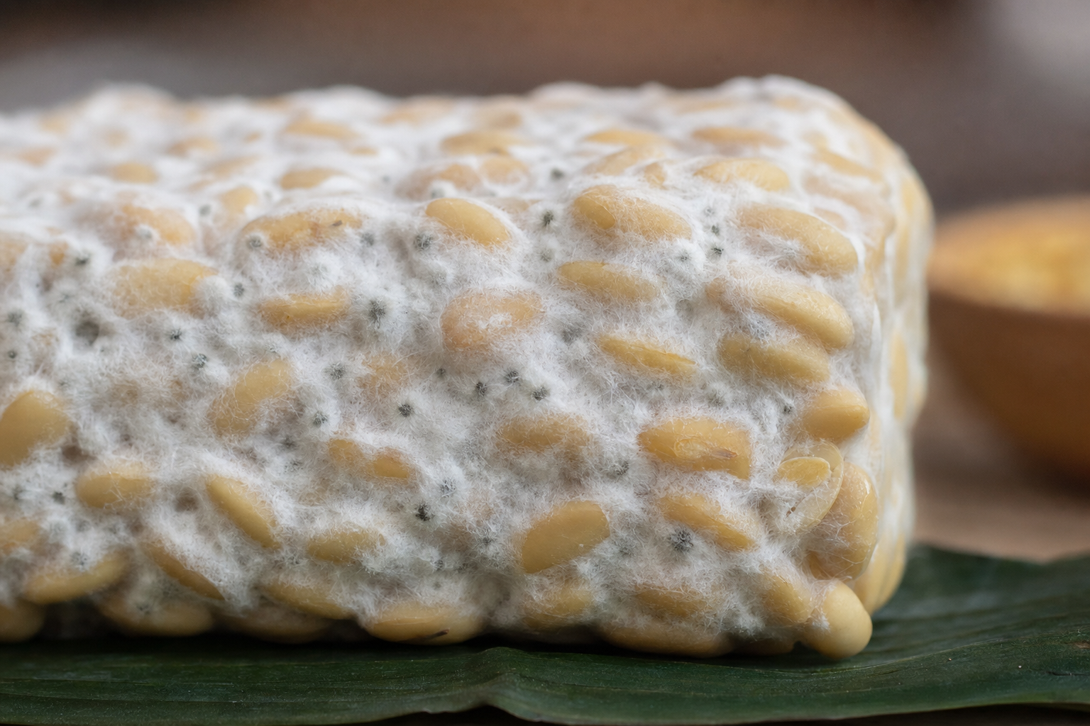 Myku *Rhizopus* që zhvillohet gjatë fermentimit të tempeh, duke lidhur farat e sojës.