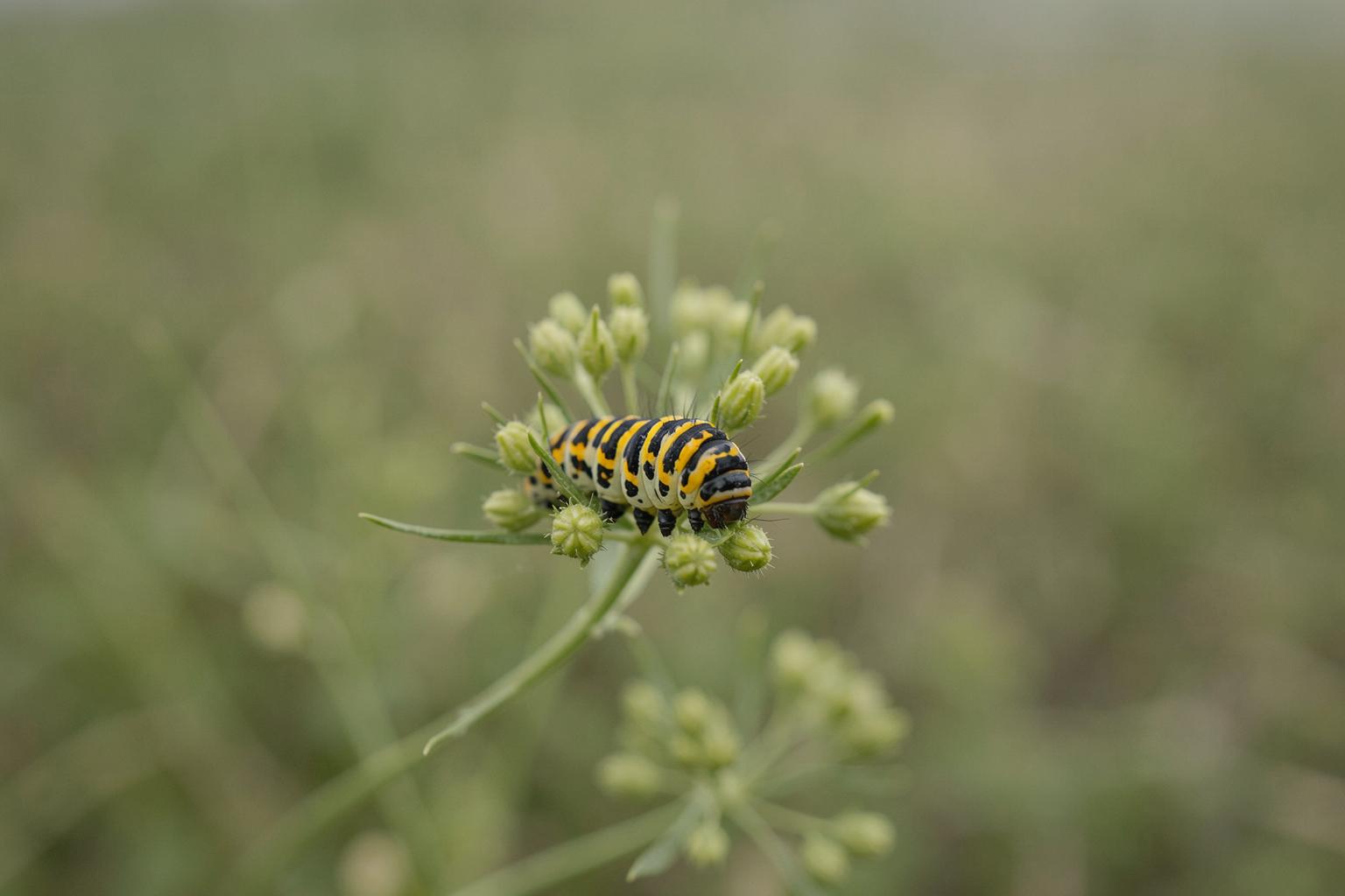 Pillpintu wawa milkweed sach'api