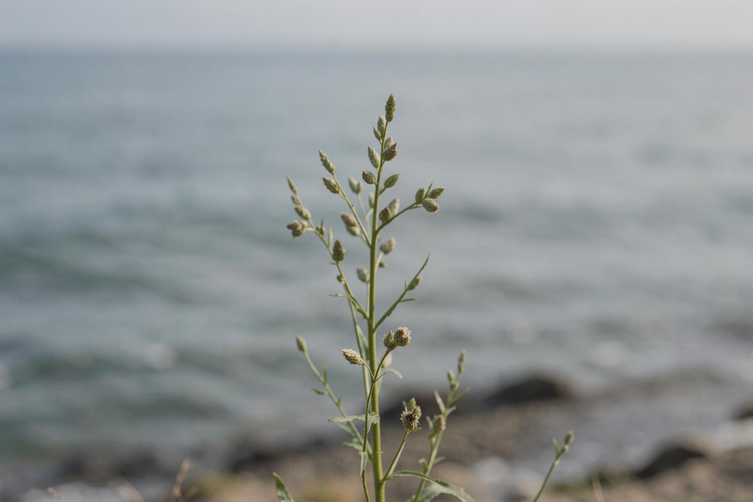 Milkweed sach'a t'ikapi
